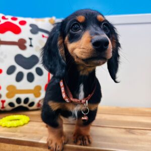 Elliot Miniature Dachshund 01