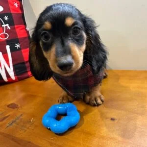 Elliot Miniature Dachshund 01