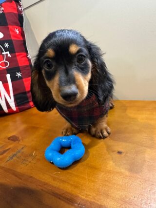 Elliot Miniature Dachshund 01