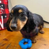 Elliot Miniature Dachshund 03