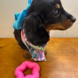 Elsa Miniature Dachshund 02