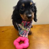 Elsa Miniature Dachshund 03