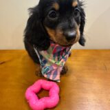 Elsa Miniature Dachshund 04