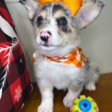 Eva Pembroke Welsh Corgi 01