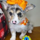 Eva Pembroke Welsh Corgi 02