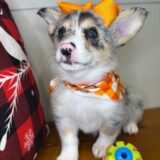 Eva Pembroke Welsh Corgi 03