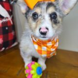 Eva Pembroke Welsh Corgi 04