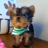 Ewan Yorkshire Terrier 02