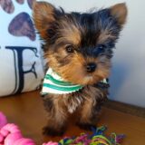 Ewan Yorkshire Terrier 04