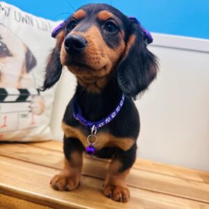 Fanny Miniature Dachshund 01