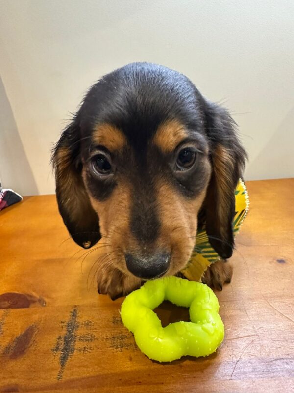 Fanny Miniature Dachshund 01