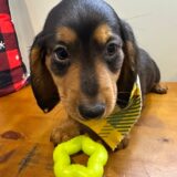 Fanny Miniature Dachshund 02