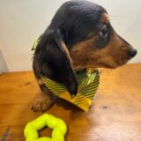 Fanny Miniature Dachshund 03