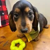 Fanny Miniature Dachshund 04