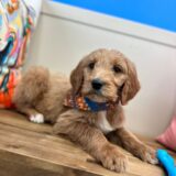 Finn Goldendoodle 02