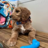 Finn Goldendoodle 04