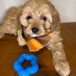 Finnick Cavapoo 01