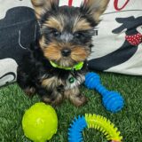 Flynn Yorkshire Terrier 01