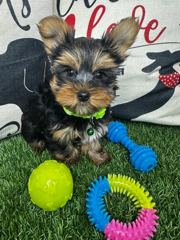 Flynn Yorkshire Terrier 01