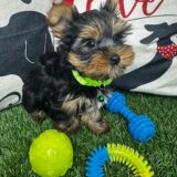 Flynn Yorkshire Terrier 02