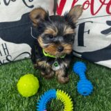 Flynn Yorkshire Terrier 03