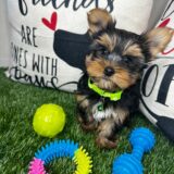 Flynn Yorkshire Terrier 04