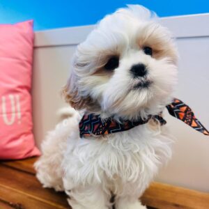 Frankie Shih Tzu 01