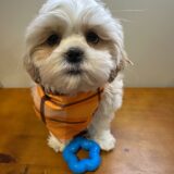 Frankie Shih Tzu 01