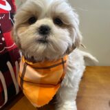 Frankie Shih Tzu 02