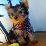 Fuzz Yorkshire Terrier 02