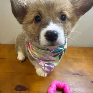 Gracie Corgi 01