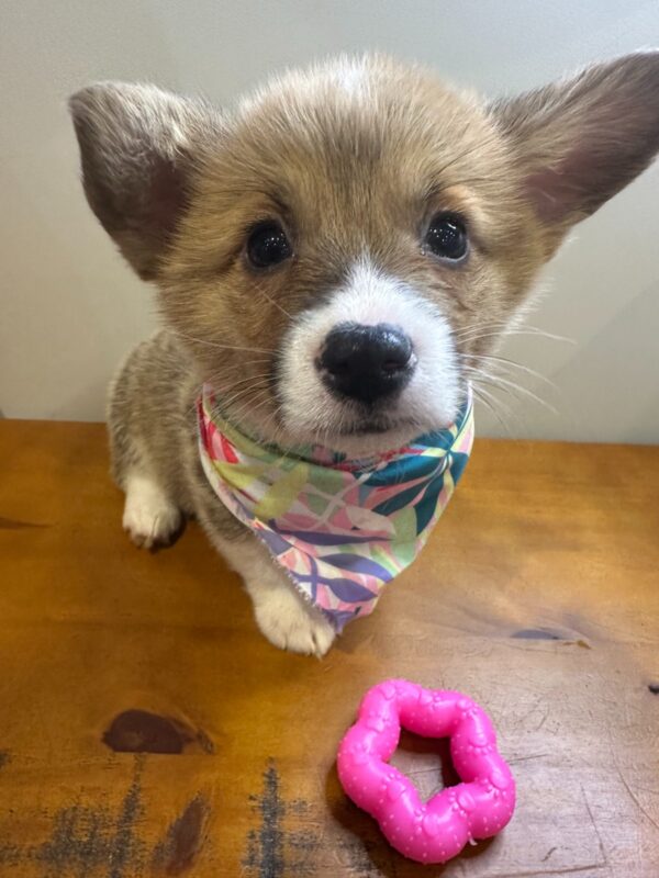 Gracie Corgi 01