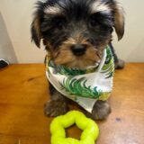 Gunner Morkie 01