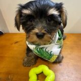 Gunner Morkie 02