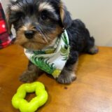 Gunner Morkie 03