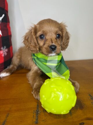 Hansel Cavapoo 01