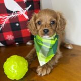 Hansel Cavapoo 04