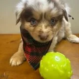 Harley Australian Shepherd 01