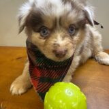 Harley Australian Shepherd 02