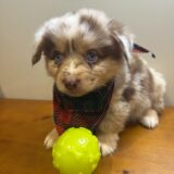 Harley Australian Shepherd 03