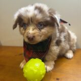 Harley Australian Shepherd 04