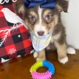 Hazel Australian Shepherd 01