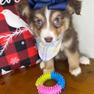 Hazel Australian Shepherd 01