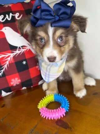 Hazel Australian Shepherd 01