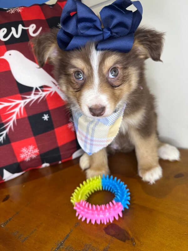 Hazel Australian Shepherd 01