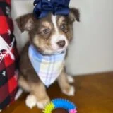 Hazel Australian Shepherd 02