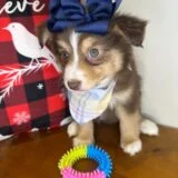 Hazel Australian Shepherd 03