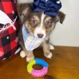 Hazel Australian Shepherd 04