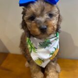 Hazel Cockapoo 01