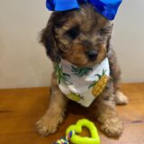 Hazel Cockapoo 04